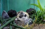 大熊猫的食物及饮食习惯